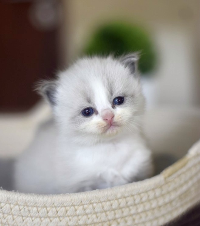 images/AvailableKittens/Prince website.JPG